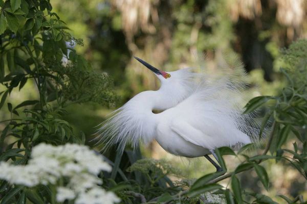 FL Snowy egret displaying surrounded by foliage